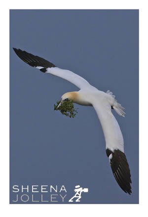  Gannet  largest European seabird   dives deep  30 metres  no external nostrils  no real tongue   shock absorbers    causes blindness  sad end  South West coast of Ireland   photograph  cliff edge  vegetation  nest  Saltee Island  Photograph Piece Offering.jpg Piece Offering.jpg Piece Offering.jpg Piece Offering.jpg